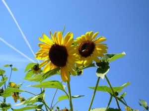 sun