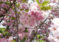 ベオグラードで日本の桜を花見しました。春の街並みを写真でお届け