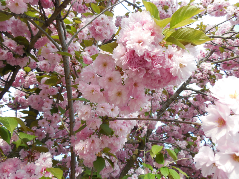 Read more about the article ベオグラードで日本の桜を花見しました。春の街並みを写真でお届け